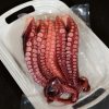 Tako Leg  (Octopus Leg) - Image 4